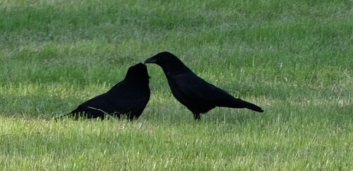 Carrion Crow