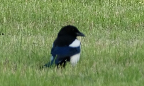 Eurasian Magpie