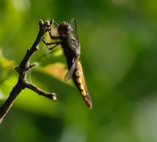 Broad-bodied Chaser