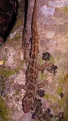 Hoplodactylus duvaucelii