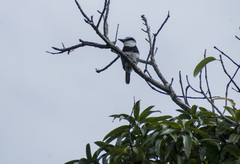 Notharchus hyperrhynchus