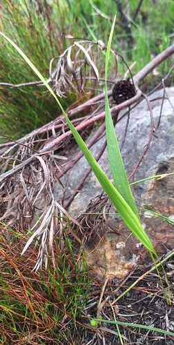 Tritoniopsis triticea, photograph 3