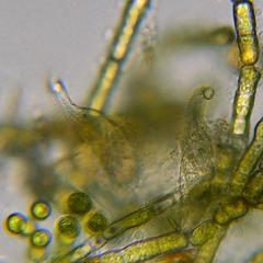 Stichotricha