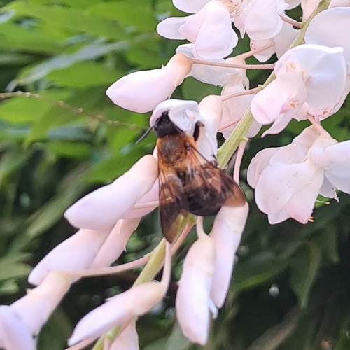 Sculptured Resin Bee