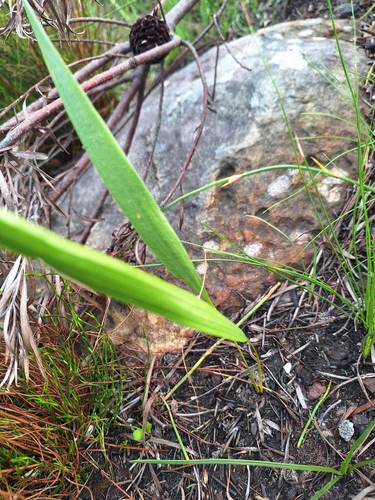 Tritoniopsis triticea, photograph 5