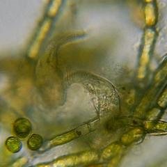 Stichotricha