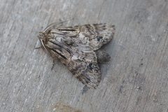 Dasylophia basitincta