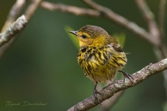 Setophaga tigrina