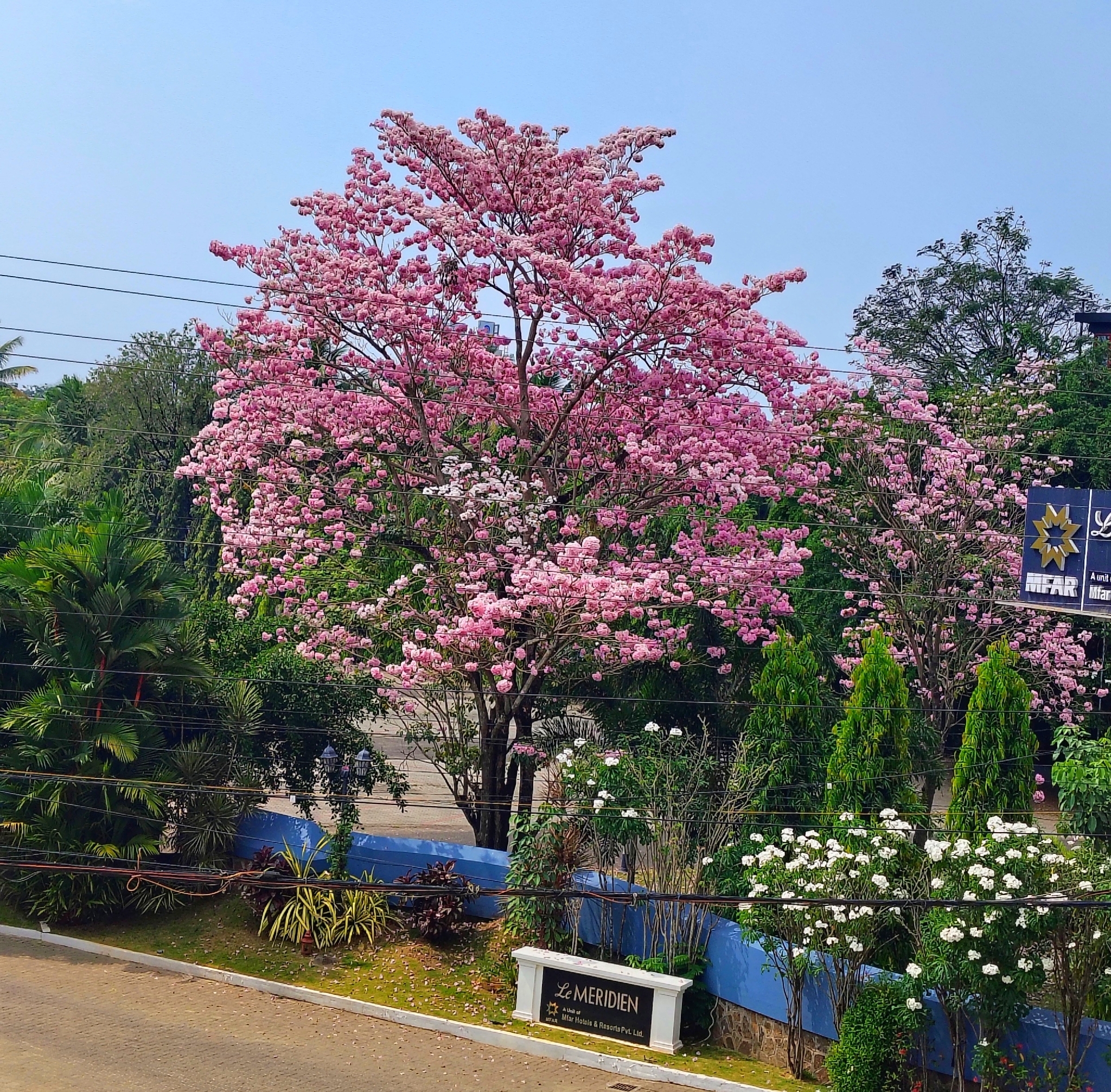Foto de Tabebuia rosea (Bertol.) Bertero ex A.DC.