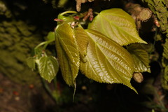 Tilia × europaea