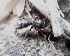 Ectomomyrmex