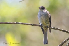 Contopus hispaniolensis