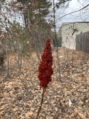 Rhus × borealis