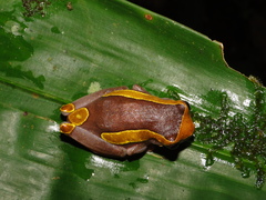 Dendropsophus bifurcus