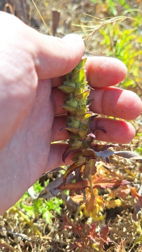 Mediterranean lineseed