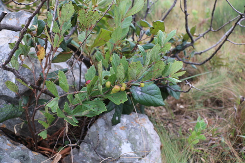 Rhoicissus tridentata (L.f.) Wild & R.B.Drumm. 3