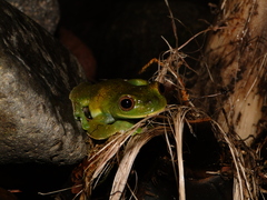 Hyloscirtus phyllognathus