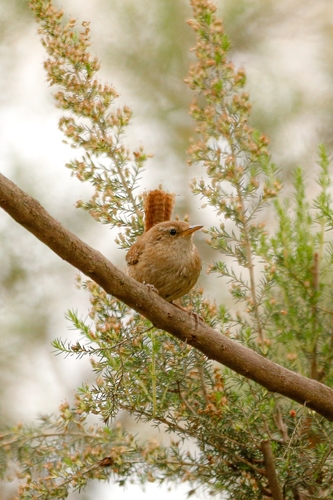 West Mediterranean Eurasian Wren
