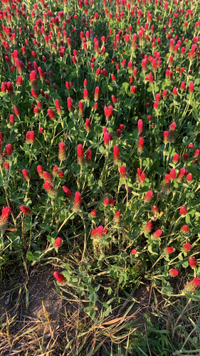 crimson clover