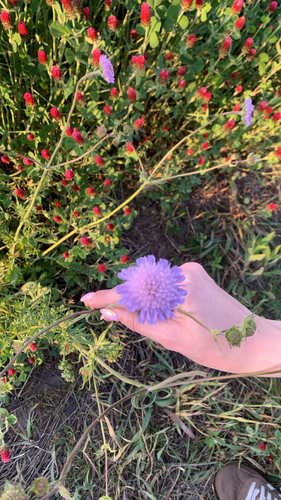 Field Scabious
