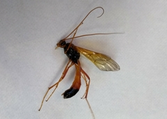 Ctenopelmatinae