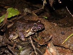 Leptodactylus wagneri