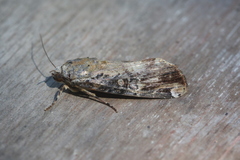 Magusa divaricata