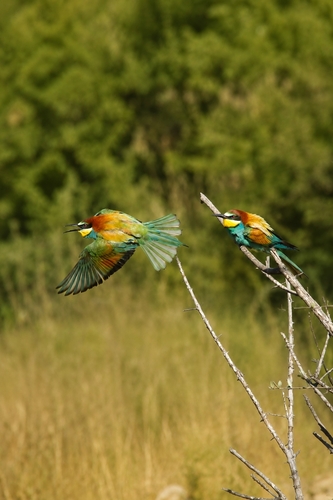 European Bee-eater