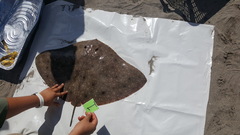 Gymnura crebripunctata