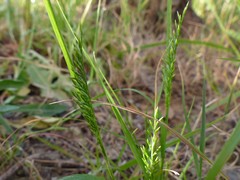 Catapodium rigidum