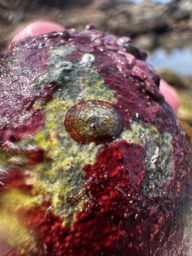 Mexican Striped Limpet (Lottia fascicularis)