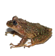 Pristimantis almendariz