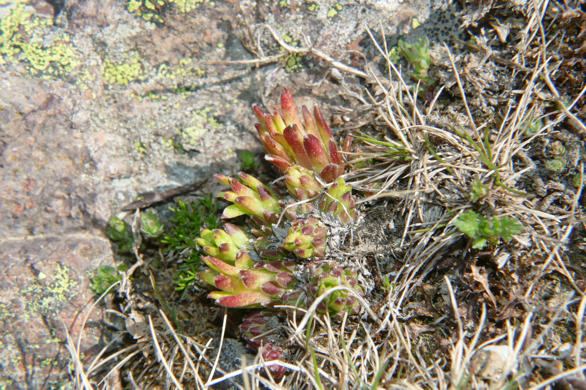 Hen and chicks