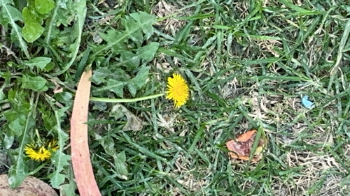 common dandelion