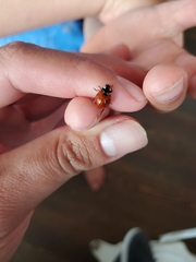 Coccinella septempunctata