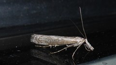 Orocrambus cyclopicus