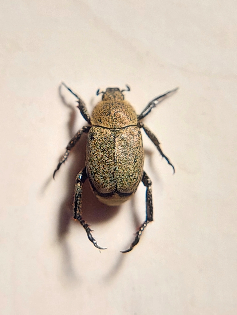 Hoplia golovjankoi