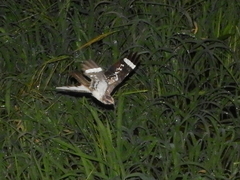 Hydropsalis climacocerca