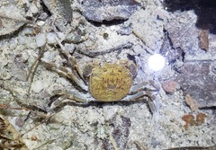 Trichodactylus fluviatilis