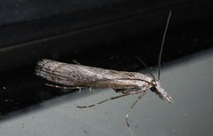 Orocrambus cyclopicus