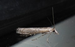 Orocrambus cyclopicus