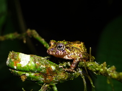 Pristimantis katoptroides