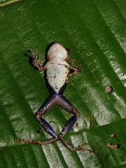 Pristimantis katoptroides