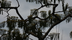 Macrolobium acaciifolium