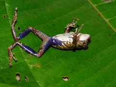Pristimantis katoptroides