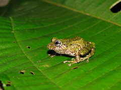 Pristimantis katoptroides