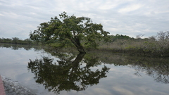 Macrolobium acaciifolium