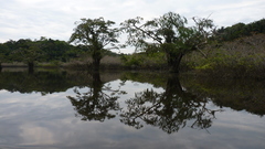 Macrolobium acaciifolium