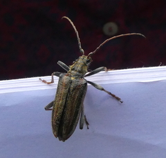 Oxymirus cursor