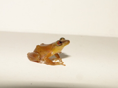 Pristimantis lacrimosus